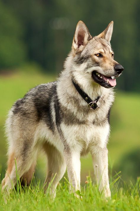 Wolf Dog Breeds, Wolf Hybrid Dogs, Tamaskan Dog, Wolf Dog Puppy, Wolfdog Hybrid, Czechoslovakian Wolfdog, Rare Dogs, Rare Dog Breeds, Wolf Hybrid