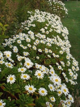 Montauk Daisy, Lawn Flowers, Giant Daisy, Flowers For Butterflies, Daisy Plant, Hgtv Garden, Bush Plant, Rock Garden Landscaping, Garden Trees