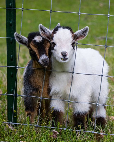 Miniature Goats, Mini Goats, Baby Farm Animals, Baby Goat, Cute Goats, Dairy Goats, Baby Animals Pictures, Baby Goats, Fluffy Animals