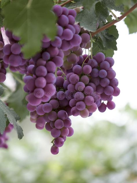 Grapes Aesthetic Purple, Purple Grapes Aesthetic, Grape Yard, Grape Aesthetic, Grapes Aesthetic, Calendars 2023, Dark Fuschia, Grape Tree, Strawberry Shortcake Characters