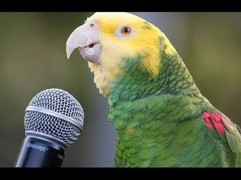 Courtesy Laugh TV Parrots Talking, Parrot Talking, Cute Parrots, Talking Video, Pet Birds Parrots, Parrot Training, Challenges Funny, Talking Parrots, Vintage Parrot