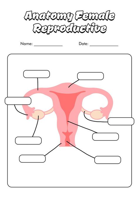 Reproductive System Activities, Reproductive System Worksheet, Anatomy Worksheets, Anatomical Position, Female Reproductive System Anatomy, Anatomy Female, Brain Diagram, Sensory Words, Female Reproductive System