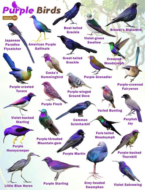 Purple Birds – Facts, List, Pictures Purple Parrot, Band Tailed Pigeon, Animals Portrait, Backyard Birds Watching, Purple Birds, List Of Birds, Bird Facts, Bird Identification, Purple Bird