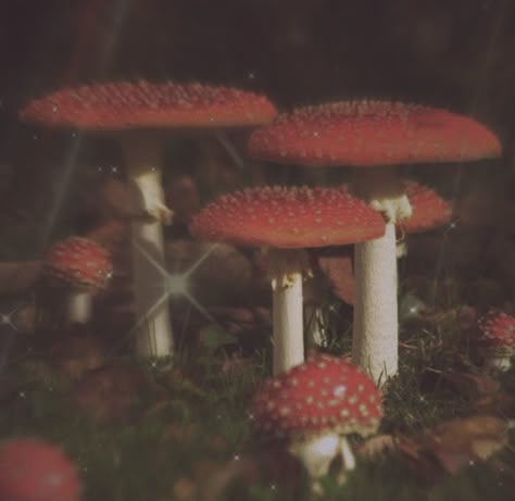 Fairy Grunge Aesthetic, Mushroom Wallpaper, Fairy Grunge, Grunge Aesthetic, Home Ideas, Music, Red