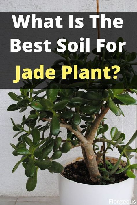 How to choose the best soil for jade plants #jadeplant #jadeplants #succulents #Crassulaovata Jade Plant Garden, Diy Garden Flowers, Jade Plant Pruning, Repot Plants, Best Soil For Succulents, Jade Plant Bonsai, Jade Plant Care, Jade Succulent, Bonsai Making