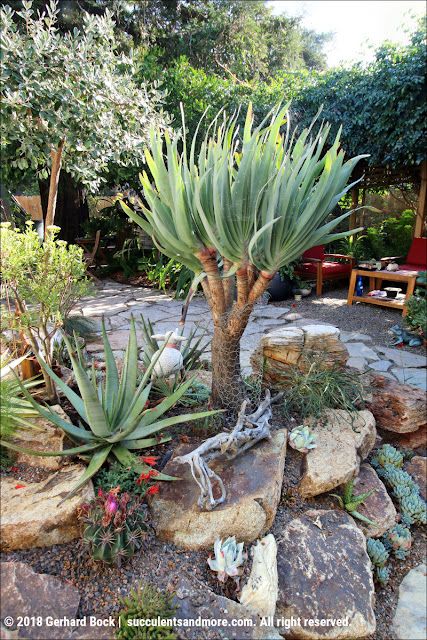 Yucca Garden Ideas, Catus Landscaping Garden, Cactus Display, Backyard Arizona, Drought Tolerant Landscape Front Yard, Cactus Garden Design, Xeriscape Garden, Cactus Garden Landscaping, Succulent Landscape