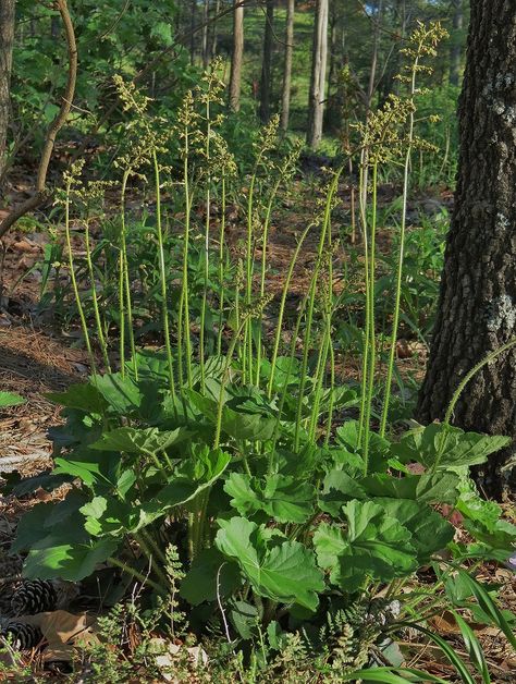 Heuchera Americana, Cobblestone House, Garden Habitat, Wild Gardens, Veggie Gardens, Native Gardens, Rock Garden Plants, Zen Gardens, Plant Ideas