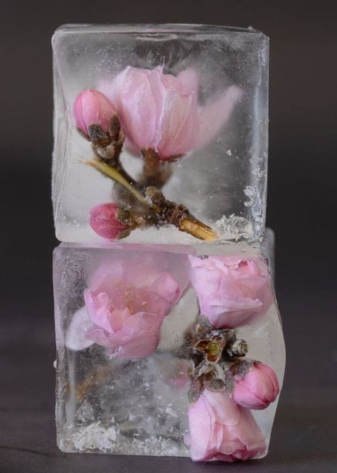 Flowers In Ice, Ice Flowers, Ice Photography, Photo Course, Amazing Backyard, Garden Decoration Ideas, Still Life Images, Still Life Flowers, Still Life Photos