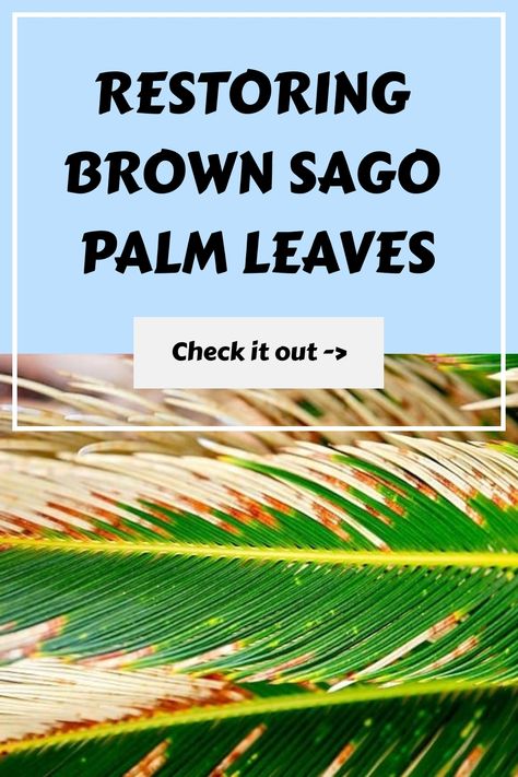 Explore our comprehensive guide on rejuvenating brown sago palm leaves to restore the beauty of your garden effortlessly. Discover step-by-step instructions on reviving your sago palms, promoting healthy growth, and maintaining lush green foliage in no time. Elevate your gardening skills with easy techniques to transform your outdoor space into a vibrant oasis all year round. Cultivate thriving plant life using expert advice on leaf revival for a stunning visual impact that lasts! Sago Palm Care, Palm Tree Care, Sago Palm Tree, Cycas Revoluta, Get Rid Of Spiders, Small Palm Trees, Sago Palm, Brown Leaves, Pothos Plant