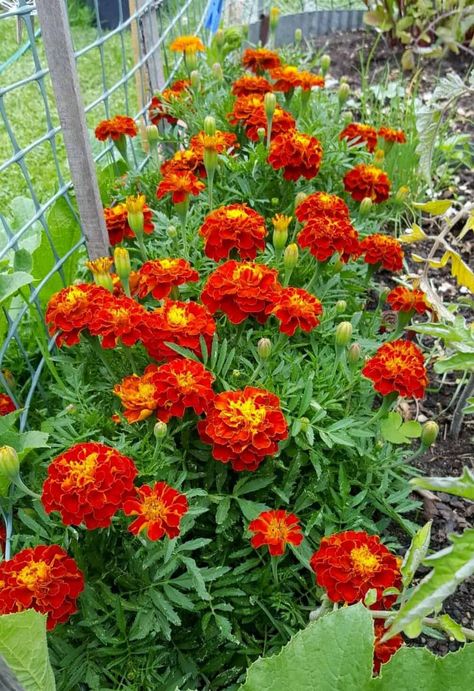 Bottel Craft, Red Marigold, Pretty Flowers Photography, Food Forest Garden, Good Morning Beautiful Flowers, Flowers Photography Wallpaper, Flower Garden Design, Pollinator Garden, Beautiful Flowers Garden