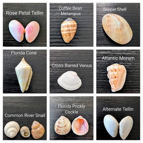 Seashell Identification, Rocks And Fossils, Shell Beach, Marine Animals, Shell Crafts, Beach Glass, Sea Glass, Fossil, Sea Shells