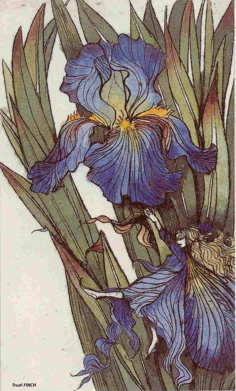 Art Deco Iris, Bearded Iris Tattoo, Iris Flowers Aesthetic, Iris Flowers Painting, Iris Illustration, Art Nouveau Iris, Iris Drawing, Blue Iris Flowers, Iris Botanical