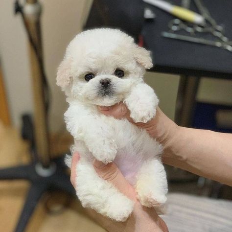 Toy Poodle Puppy Cut, Poodle Puppy Black, Poodle Puppy Cut, Poodle Puppy White, Miniature Poodle Puppies, Teddy Bear Poodle, Toy Poodles For Sale, Mini Poodle Puppy, Puppies Poodle