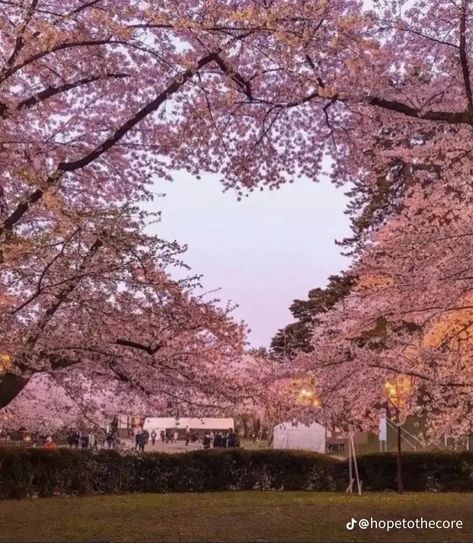 #love #cherryblossoms #pinkaesthetic #pink #hopecore #love #romanticaesthetic Cherry Blossom Trees, Tout Rose, Pretty Landscapes, Blossom Trees, Nature Aesthetic, Pretty Places, Aesthetic Photo, Pink Aesthetic, Pretty Flowers