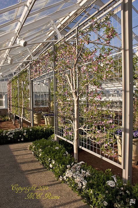 Nectarine Tree in Estate Fruit Greenhouse at Longwood Gardens of Kennett Square, PA Trees In Greenhouse, Fruit Tree Greenhouse, Orchard Greenhouse, Fruit Greenhouse, Enclosed Orchard, Fruit Tree Archway, Covered Fruit Orchard, Nectarine Tree Companion Plants, Citrus Trees In Greenhouse