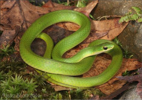 Garden Snake, Snake Green, Garden Snakes, Hognose Snake, Garter Snake, Small Snakes, Green Snake, Better Homes And Garden, Green Garden