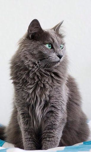 Nebelung cat-  this is the kind of breed my cat is.  So beautiful. Nebelung Cat, Aesthetic Gray, Aesthetic Grey, Nebelung, Gray Cat, Cats Aesthetic, Super Cat, Russian Blue, Cat Aesthetic