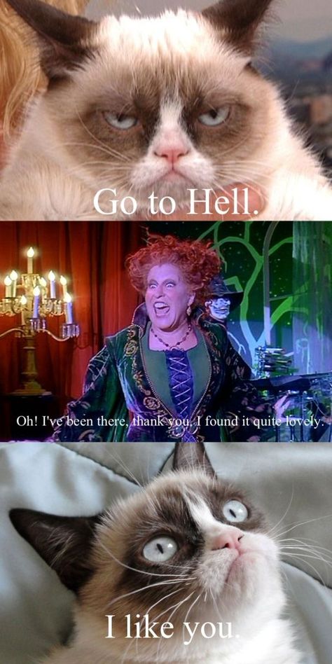 - Go to Hell.  - Oh! I’ve been there, thank you. I found it quite lovely. Grumpy Cat Meme, Grumpy Cat Quotes, Nice Drawings, Cat Humor, Cat Jokes, Cute Animal Memes, Meme Comics, Grumpy Cat Humor, Memes Random