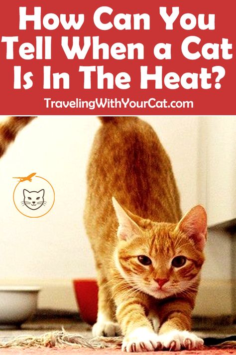 How often do cats go into heat? Estrus or heat is the period when a female cat is receptive to mating. It starts after the cat enters puberty. The exact age when a cat hits puberty varies depending on the breed. #cat_in_heat #cat_health #cats Cat In Heat How To Deal With A, Cat Knowledge, Cat Neutering, Cat Health Problems, Cat Tips, Cat In Heat, Female Cat, Cat Pee, Boy Cat