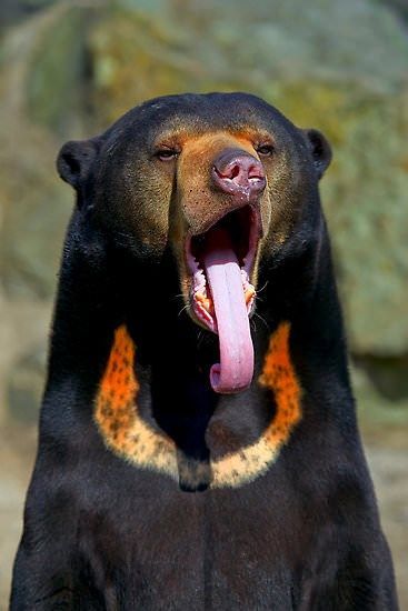 Malayan Sun Bear, Asian Medicine, Sun Bear, Sloth Bear, Taylor York, Bear Drawing, Bear Costume, Bear Family, Funny Bears