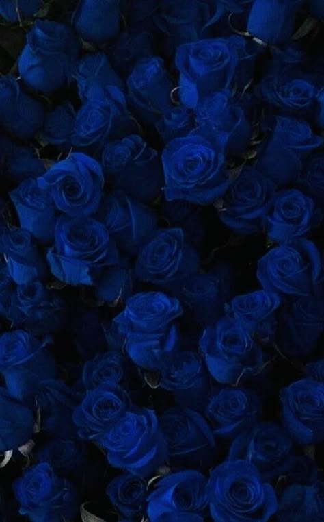 Blue Roses, The Story, Dark Blue, Roses, Wattpad, Blue