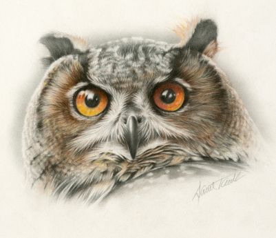 Colored Pencil Drawing Tutorial, Owl Artwork, Pencil Drawing Tutorials, Owls Drawing, Your Drawing, Colored Pencil Drawing, Drawing Projects, Amazing Drawings, Owl Art