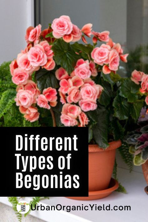 Begonia Plant Care, Indoor Begonia House Plants, Weeping Begonia Plant, Begonia Care Indoor, Begonia Landscaping Front Yards, Front Yard Landscaping Pots & Planters, Begonias In Flower Beds, Wax Begonias In Pots, Potted Begonias