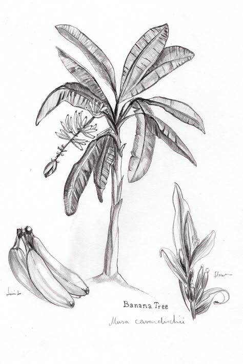 Tropical Tree Tattoo, Banana Tree Sketch, Banana Plant Tattoo, Banana Tree Tattoo, Banana Leaf Tattoo, Banana Tree Drawing, Banana Palm Tree, Tree Pencil Sketch, Banana Tattoo