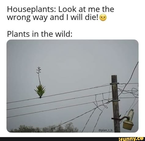 Found on iFunny Plant Jokes, Wild Plants, Plant Mom, Manado, Bones Funny, Plant Life, Ha Ha, Funny Pics, Really Funny