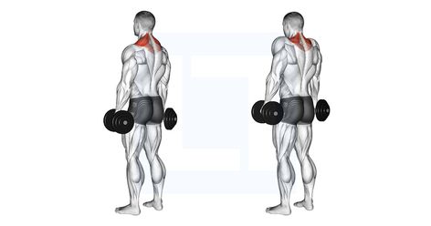 Dumbbell Shrugs, Traps Workout, Neck And Shoulder Pain, Improve Posture, Dumbbell Workout, Back Exercises, Shoulder Pain, Muscle Groups, Kettlebell