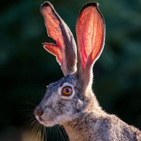 Animal Photography Reference, Black Tailed Jack Rabbit, Wild Rabbit Aesthetic, 2 Headed Animals, Rabbit Reference Photo, Tail Art Reference, Animal Photo Reference, Jackrabbit Art, Reference Photos Animals