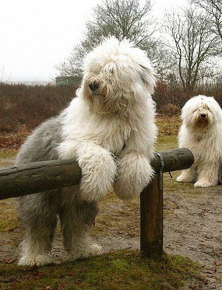 big shaggy dogs English Sheepdog, Old English Sheepdog, Airedale Terrier, White Dogs, Old English, Great Dane, Beautiful Dogs, Big Dogs, Animals Friends