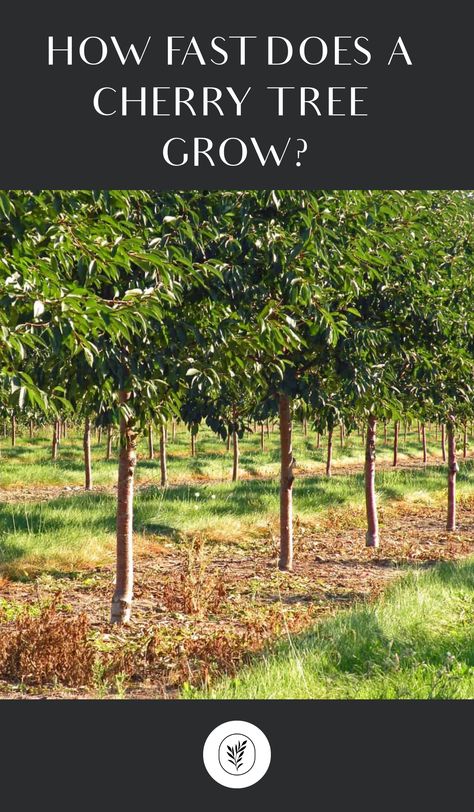 Cherry trees grow about 1 foot each year in good conditions until they reach mature height. Cherry trees take about 7-8 years after planting to reach maturity (for a total age of 8-10 years old). Young trees purchased at the garden center typically take 3-4 years to start producing fruit. These trees were typically grafted … Fruit Garden Landscape, Chokecherry Tree, Sour Cherry Tree, Cherry Fruit Tree, Gardening Memes, How To Grow Bananas, Tree Growth, Organic Mulch, Tree Pruning