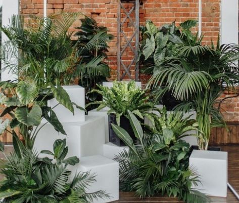 Hall decorations ideas Tropical Plant Wedding Decor, Hall Decorations Ideas, House Plant Wedding Decor, Tropical Luxe, Hall Decorations, Modern Wedding Reception, Wedding Plants, Nightclub Design, Event Stage