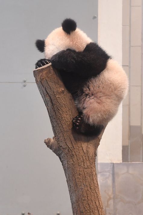 Wallpaper Panda, Panda Facts, Baby Panda Bears, Cute Pandas, Giant Pandas, Cute Panda Wallpaper, Panda Bears, Panda Love, Giant Panda