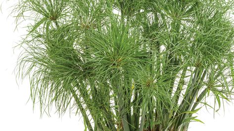 Growing Tips For ‘Prince Tut’ Cyperus Grass Prince Tut Grass Planters, Best Plants For Shade, Flowers 2023, Fountain Garden, Bog Plants, Bush Plant, Outside Plants, Overwintering, Spring Outdoor