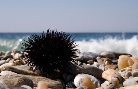 oursin - méthodes pour retirer les épines d'oursins Emergency Plan, Sea Urchin, Vacation Style, Sea And Ocean, Ocean Life, A Sea, Body Health, Vacation Destinations, Fish Pet