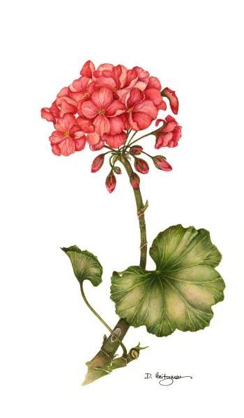 geranium, botanical illustration Geranium Illustration, Geranium Tattoo, Geranium Plant, Hardy Geranium, Geranium Flower, Garden Flower Beds, Red Geraniums, Watercolor Paintings For Beginners, Watercolor Paintings Easy