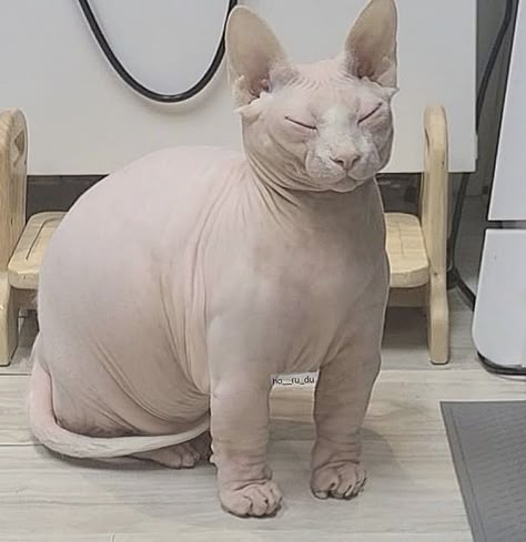 Cute Hairless Cat, Silly Cats Pictures, Hairless Cat, Pretty Animals, Sphynx Cat, Silly Animals, Silly Cats, Pretty Cats, Cute Little Animals