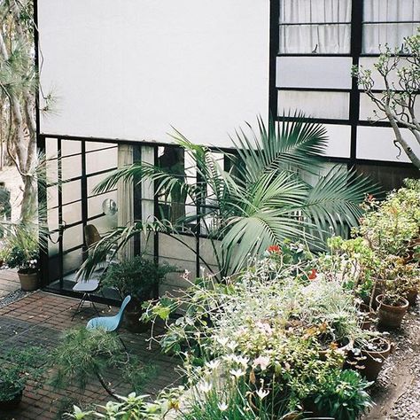 Eames House: Iconic LA Architecture Patio With Potted Plants, Eames Case Study House, Case Study House, Tranquil Garden, Eames House, Case Study Houses, Modern House Facades, House No, Blue Chair