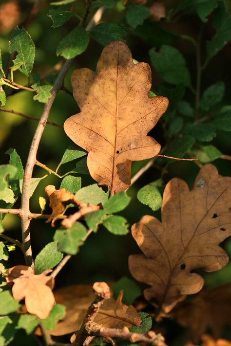 Green and Brown Leaves in Close Up Photography · Free Stock Photo Close Ups Photography, Green And Brown Aesthetic, Autumn Nostalgia, Branding Mood Board Inspiration, Leaf Photography, Inspiration Nature, Brown Leaves, Board Inspiration, Close Up Photography