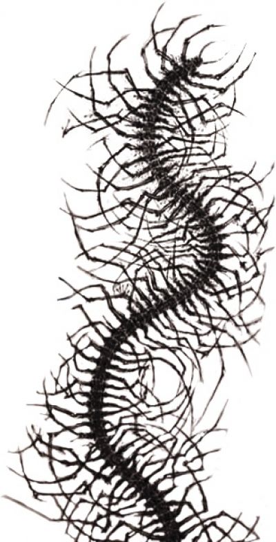 Centipede Tattoo Outline, Creepy Centipede Tattoo, Centipede Woman, Centipede Back Tattoo, Centipede Spine Tattoo, Centipede Wallpaper, Centipede Aesthetic, Centipede Tattoo Design, Centipede Art