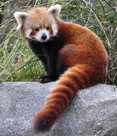 Extinction: These Amazingly Cute Animals Will Soon Be Gone Forever    Red Panda Red Panda Cute, Red Panda Baby, Red Pandas, Silly Animals, Red Panda, Cute Creatures, Animal Tattoos, Animal Photo, Cute Little Animals