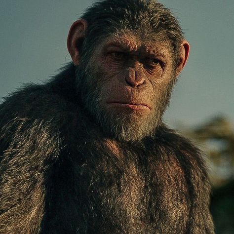 Caesar Ape, Caesar Planet Of The Apes, Planet Of The Apes Caesar, Dawn Of The Planet, Movie Nerd, Planet Of The Apes, Iconic Movies, Series Movies, Animal Drawings