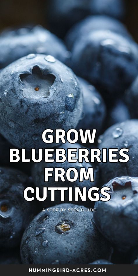 Transform your garden with delicious homegrown blueberries! Our guide on propagating blueberries covers everything from preparing cuttings to caring for young plants. Elevate your gardening skills and enjoy the bounty of fresh blueberries! Grow Blueberries, Planting Fruit, Blueberry Gardening, Planting Fruit Trees, Growing Blueberries, Blueberry Plant, Blueberry Bushes, Blue Berry, Variety Of Fruits