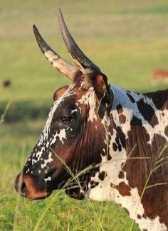 Bull Nguni Cattle Photography, Cattle Photography, Nguni Cows, Nguni Cattle, Cow Photography, Longhorn Cattle, Bull Cow, Mandrill, Cow Pictures