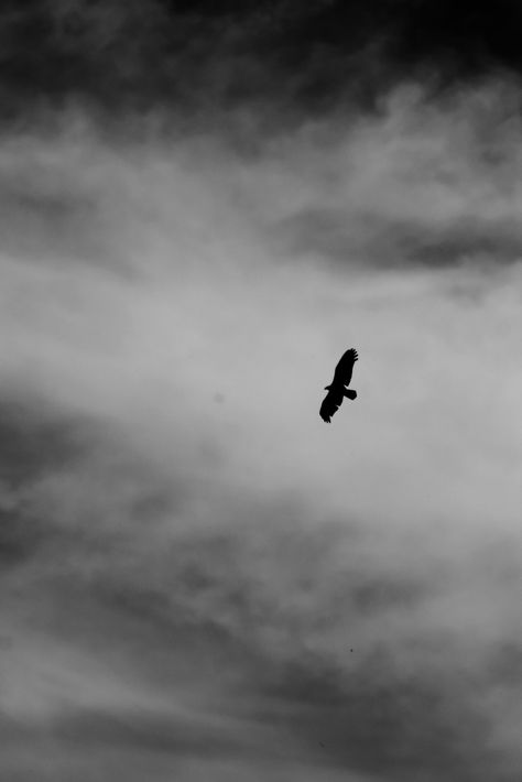 Bird In Sky Aesthetic, Dark Bird Aesthetic, Bird Flying Aesthetic, Birds Photography Flying Sky, Bird Aesthetic Dark, Flying Bird Aesthetic, Black And White Sky Aesthetic, Bird Photography Flying, Aesthetic Birds Flying