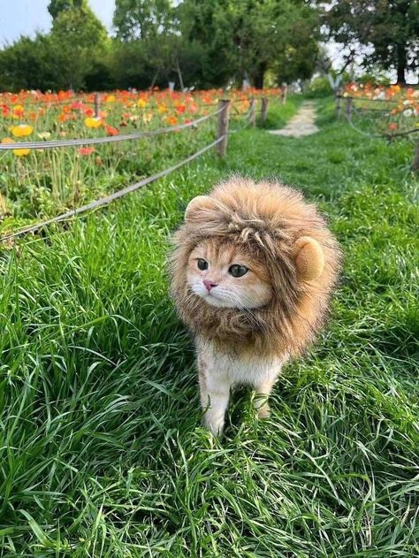 Costume For Cats, Pet Costumes For Dogs, Dog Lion Mane, Black Cat Breeds, Pet Lion, Puppy Hats, Lion Cat, Kitten Images, Gatto Carino