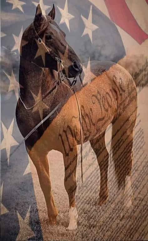 Western Photography Wallpaper, Plain Western Wallpaper Iphone, Punchy Backgrounds, Rodeo Wallpaper Iphone, Rodeo Backgrounds, Western Wallpaper Laptop, Country Profile Pictures, Horse Widgets, Rodeo Aesthetic Wallpaper