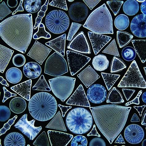 Microorganisms Aesthetic, Diatoms Art, Diatom Tattoo, Sand Under Microscope, Macro Insect Photography, Plant Cell Project, Microscope Pictures, Macro Photography Insects, Cells Project